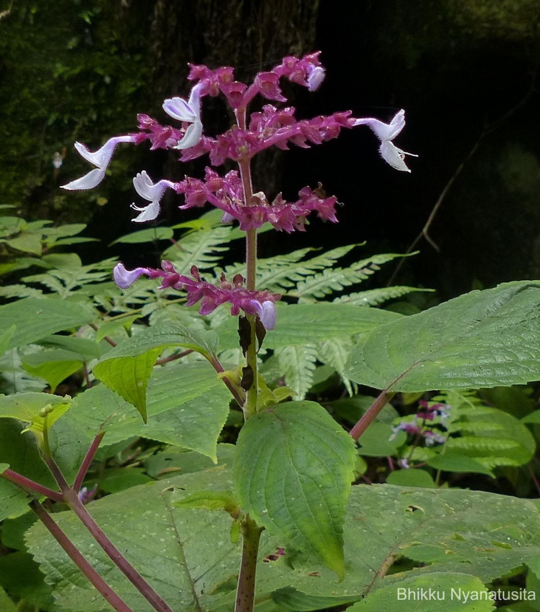 Coleus kanneliyensis L.H.Cramer & S. Balas.